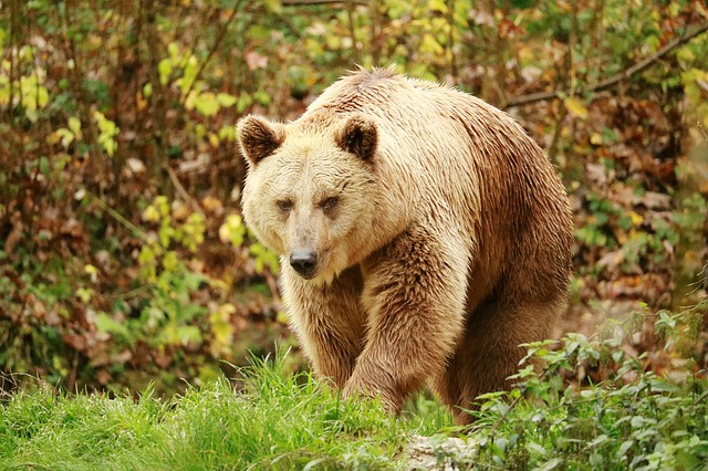 Condamnation de l’Etat pour méconnaissance de ses obligations de protection de la population des ours