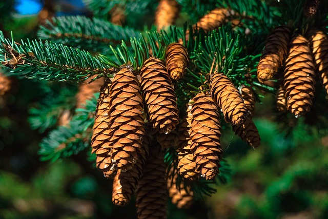 Nuisances liées à un arbre propriété de la commune : quelles actions ?